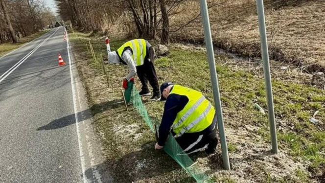 Więźniowie z woj. lubelskiego ratują żaby
