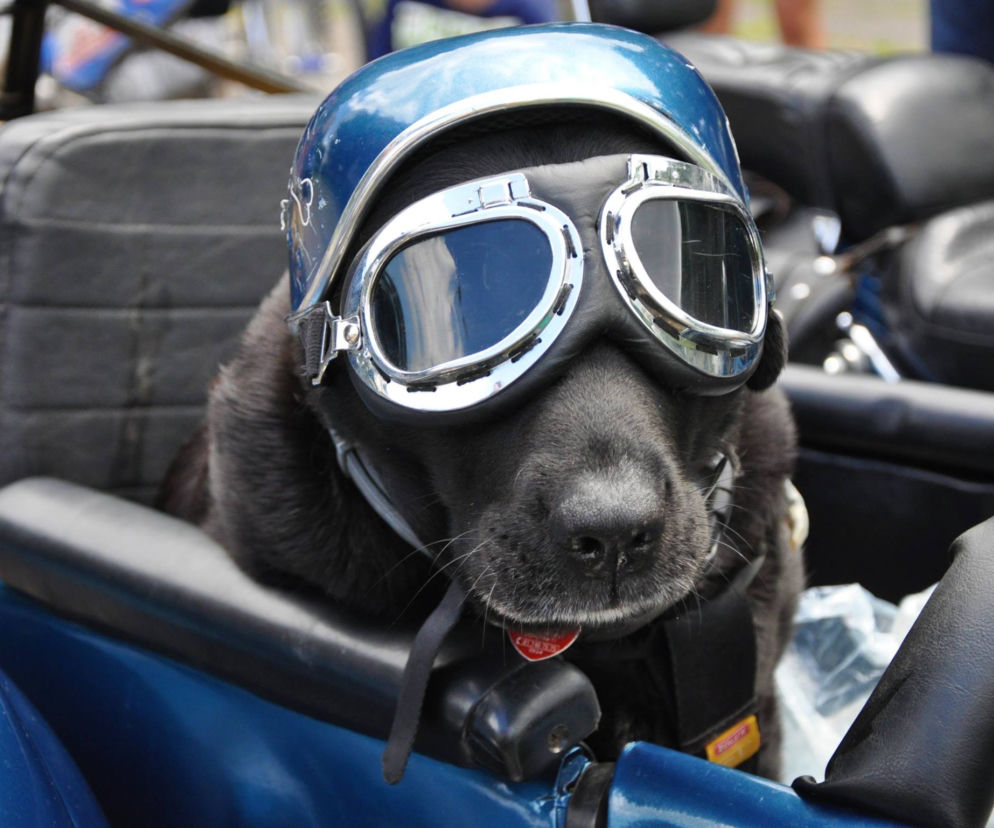 Zośka motocyklem jeździ od szczeniaka