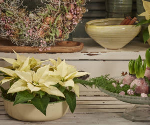 Mini gwiazda betlejemska