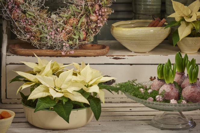 Mini gwiazda betlejemska