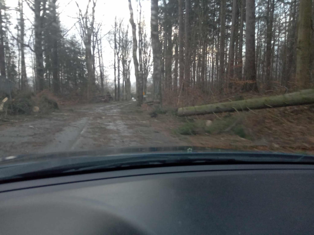 Drzewa na trasie między Karłowem a Radkowem w powiecie kłodzkim 
