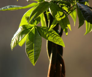 Pachira