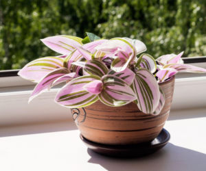 Trzykrotka 'Nanouk'