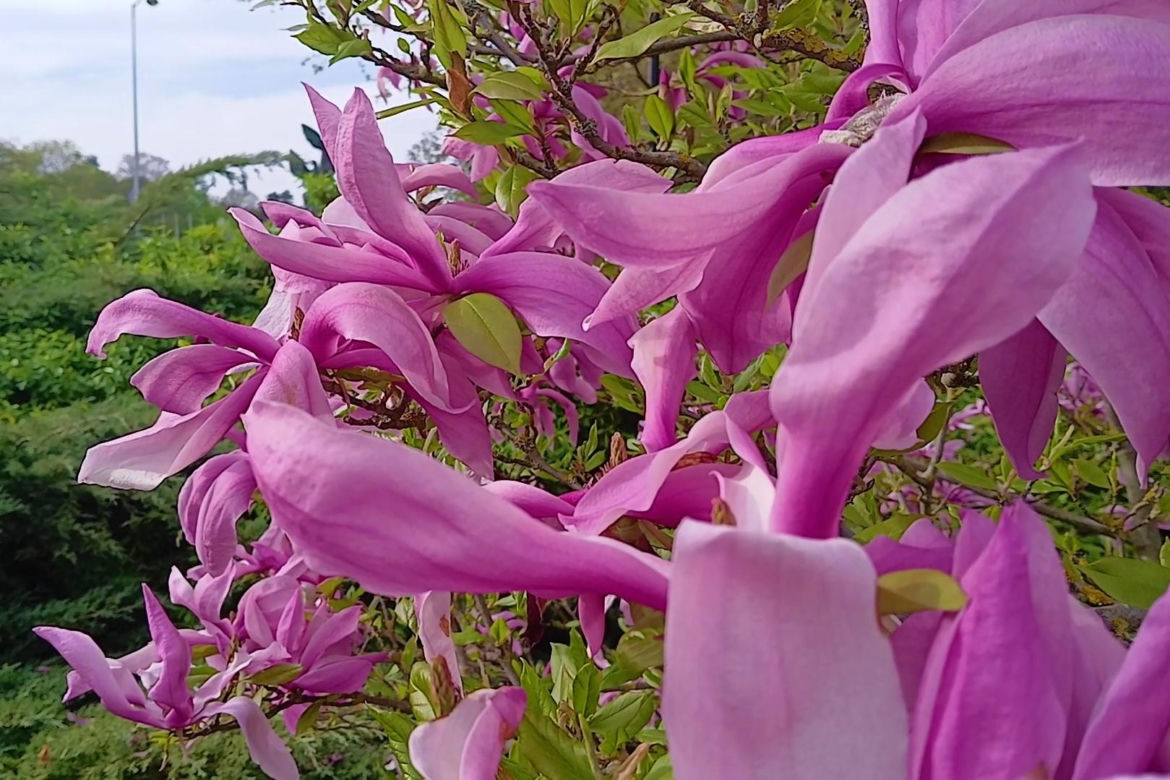 Magnolie w Szczecinie