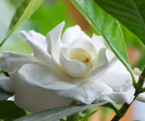 gardenia