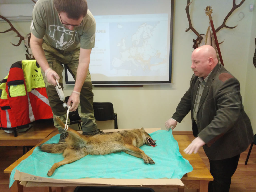 Wypadek w Krakowie. Samochód potrącił... szakala złocistego