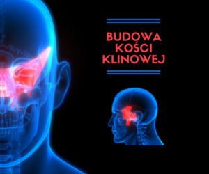 Budowa kości klinowej