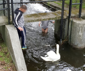 Łabędzia rodzina w wielkich tarapatach! 