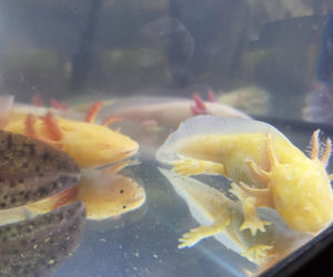 Egzotyczny świat zawitał do Bydgoszczy! Pająki i węże były na wyciągnięcie ręki