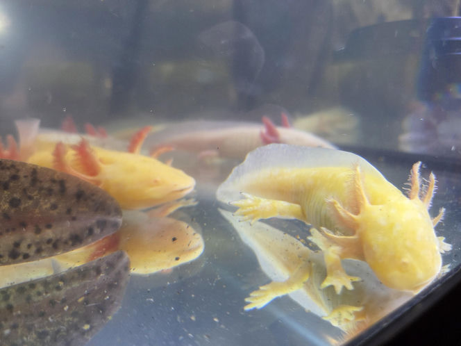 Egzotyczny świat zawitał do Bydgoszczy! Pająki i węże były na wyciągnięcie ręki