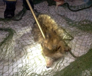 Myślała, że ratuje psa przed mrozem. Futrzasty pasażer zaskoczył policjantów. W ciemności nietrudno o pomyłkę!