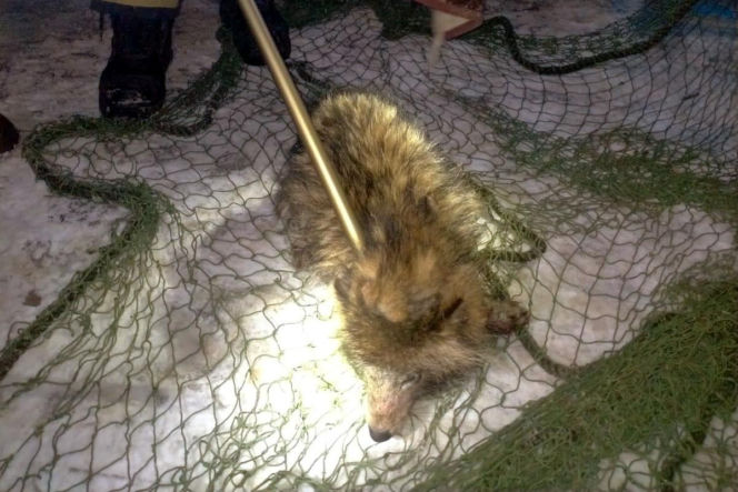 Myślała, że ratuje psa przed mrozem. Futrzasty pasażer zaskoczył policjantów. "W ciemności nietrudno o pomyłkę!"