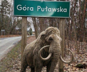 W Gminie Puławy powstanie szlak łowców mamutów [AUDIO]