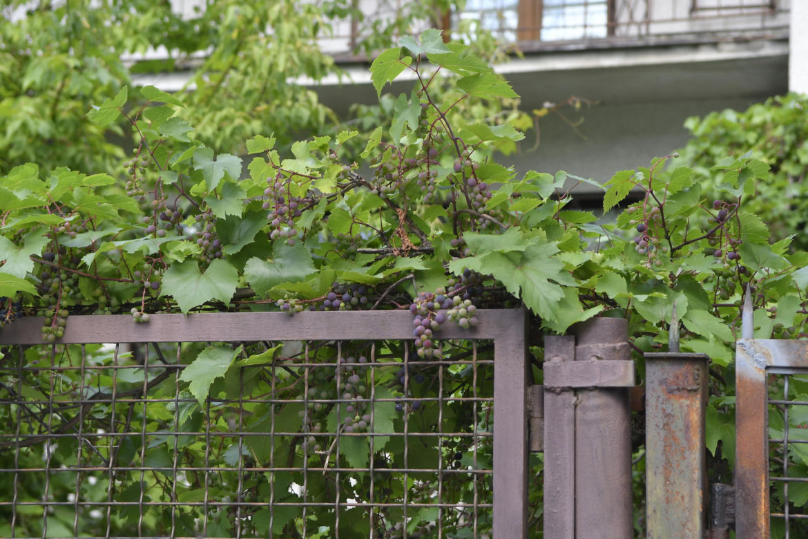 Podjadają prezesowi winogrona
