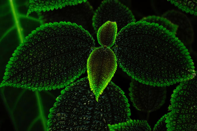 Pilea involucrata. Kwiat przyjaźni, który pięknie wygląda w każdym wnętrzu