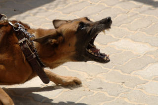 Domacyny: Dwuletni chłopiec POGRYZIONY przez psa! MAKABRA na Podkarpaciu