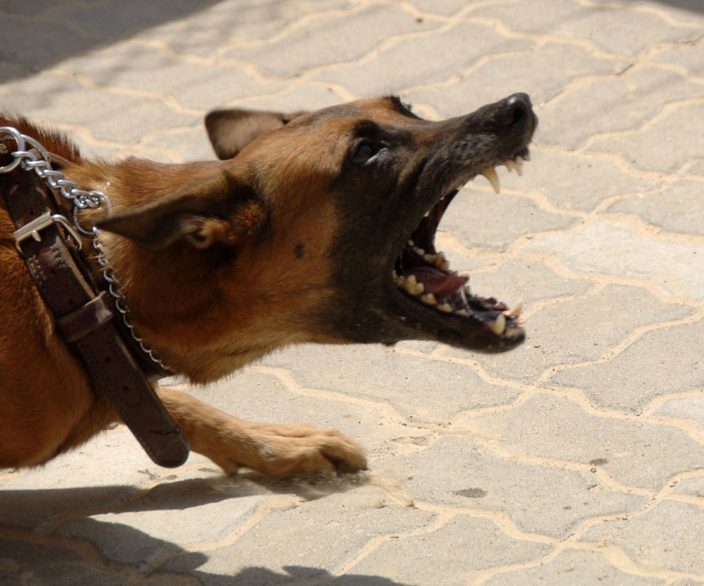 Domacyny: Dwuletni chłopiec POGRYZIONY przez psa! MAKABRA na Podkarpaciu