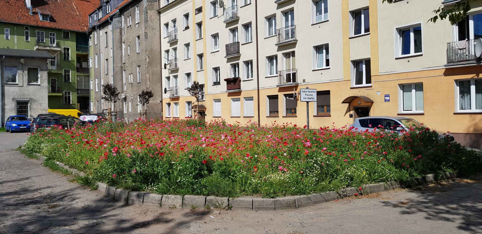 Olsztyn - nasadzenia