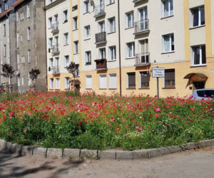 Olsztyn - nasadzenia