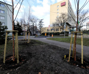 Miasto Toruń sadzi 80 dużych drzew w okolicach placu Rapackiego!