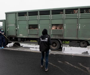 Za dużo zwierząt w jednym transporcie