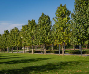 Paulownia