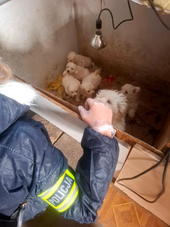 Były niedożywione i zapchlone, miały odmrożone łapy. Dramat 44 małych psów i 3 kotów