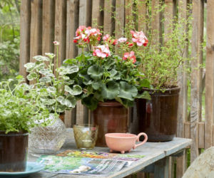 Nostalgiczne pelargonie