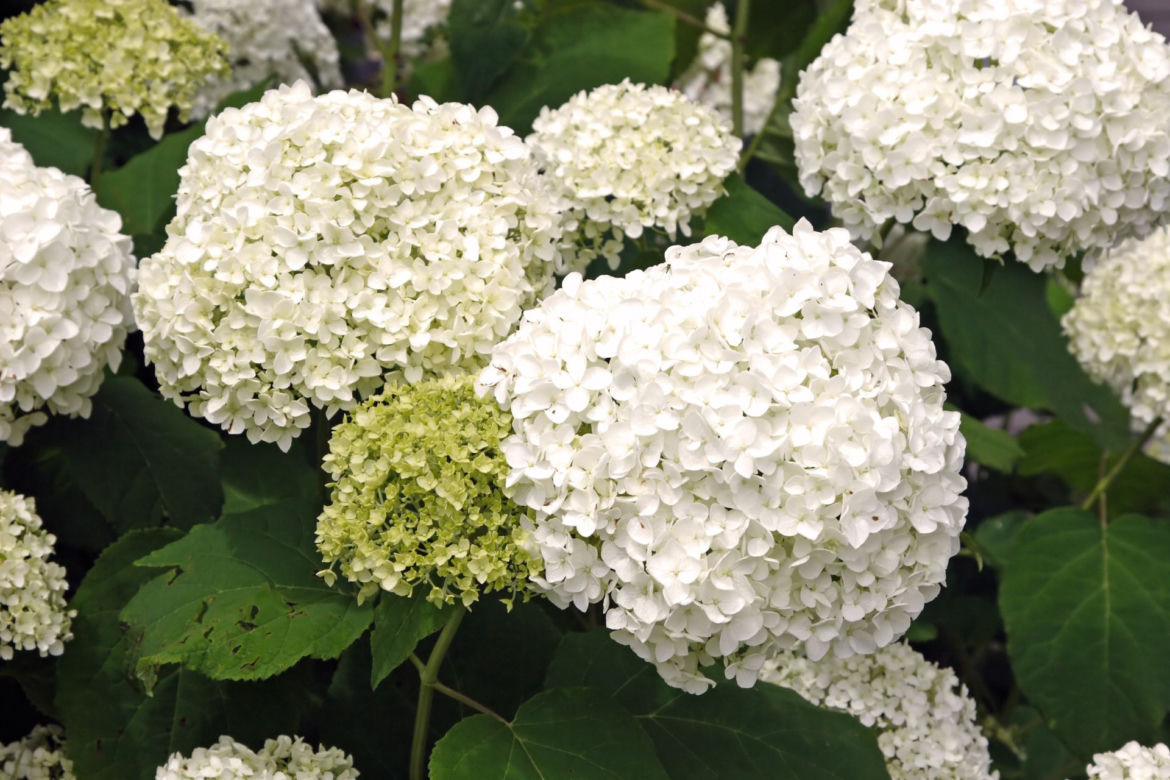Hortensja drzewiasta 'Anabelle'
