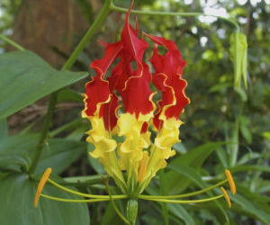 Glorioza