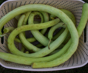 Ogórki węże