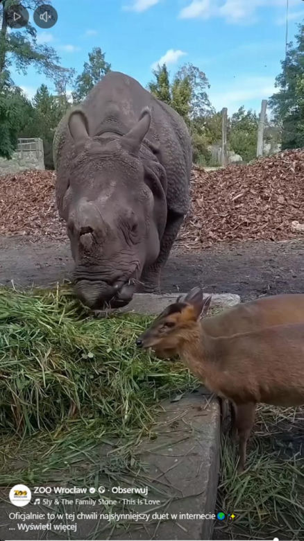 Kolejne nagranie z nosorożcem i mundżakiem z Zoo Wrocław. O zwierzętach poinformowały media z całego świata