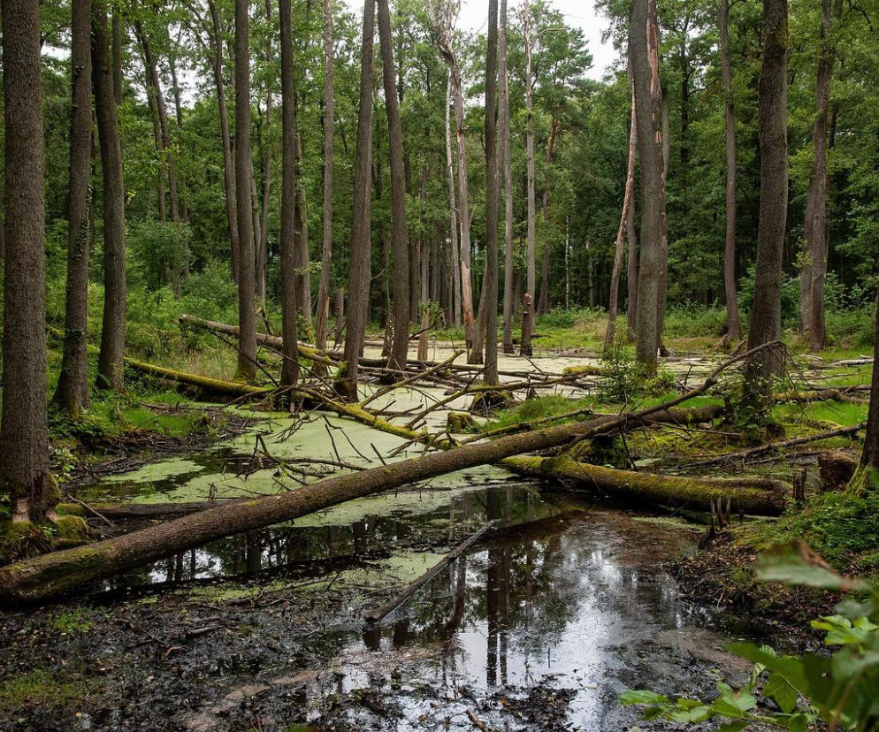 Bagna, rzeki i inne mokradła. W Lublinie uczniowie poznają lepiej podmokłe tereny