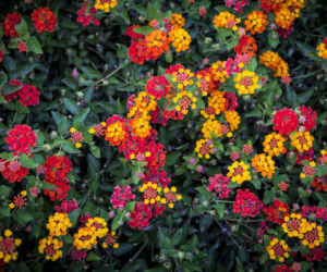 Lantana pospolita