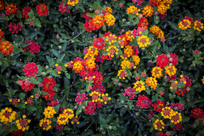 Lantana pospolita