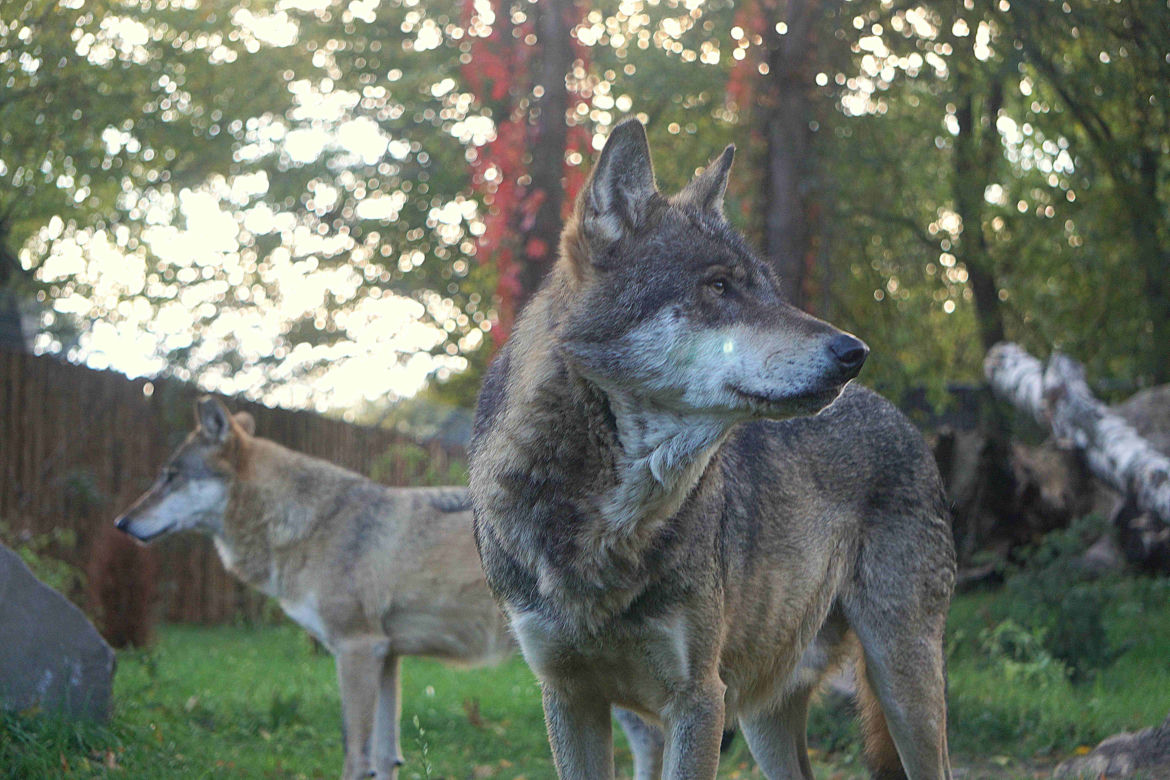 Weekendowe atrakcje we wrocławskim zoo: Dzień Wilka i charytatywny "Dziki Bieg"