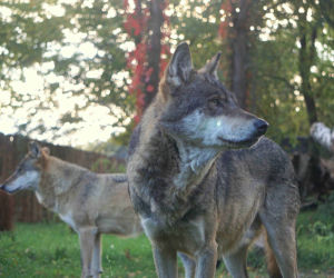 Weekendowe atrakcje we wrocławskim zoo: Dzień Wilka i charytatywny Dziki Bieg