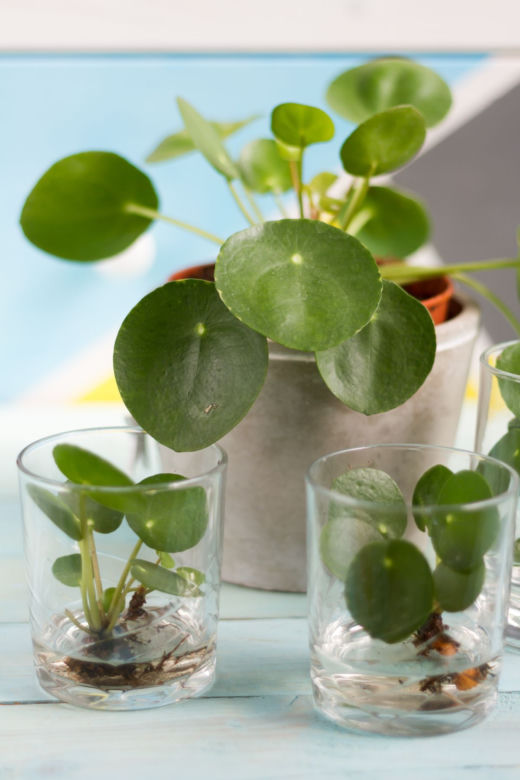 Pieniążek (Pilea peperomioides)