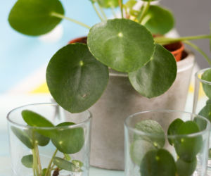 Pieniążek (Pilea peperomioides)