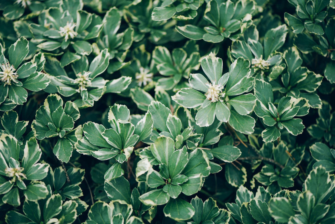 Runianka japońska 'Variegata'