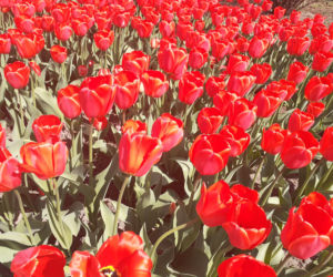 Tulipany w łódzkim botaniku