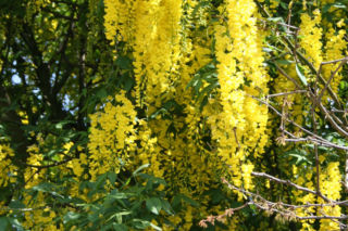 Złotokap Waterera 'Vossii' - Laburnum x watereri 'Vossi'