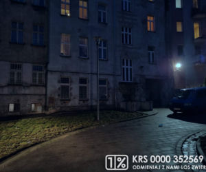 Makabra w centrum Wrocławia. Nie zauważył śmierci psa i karmił go łyżeczką 