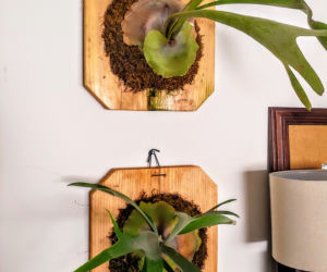 7 paproci idealnych dla zapominalskich – nie podlejesz, a i tak będą zachwycać!