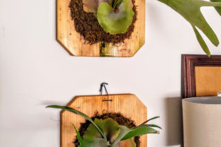 Najładniejsze gatunki paproci: 7 odmian. Trudno je zabić i są świetne dla alergikow