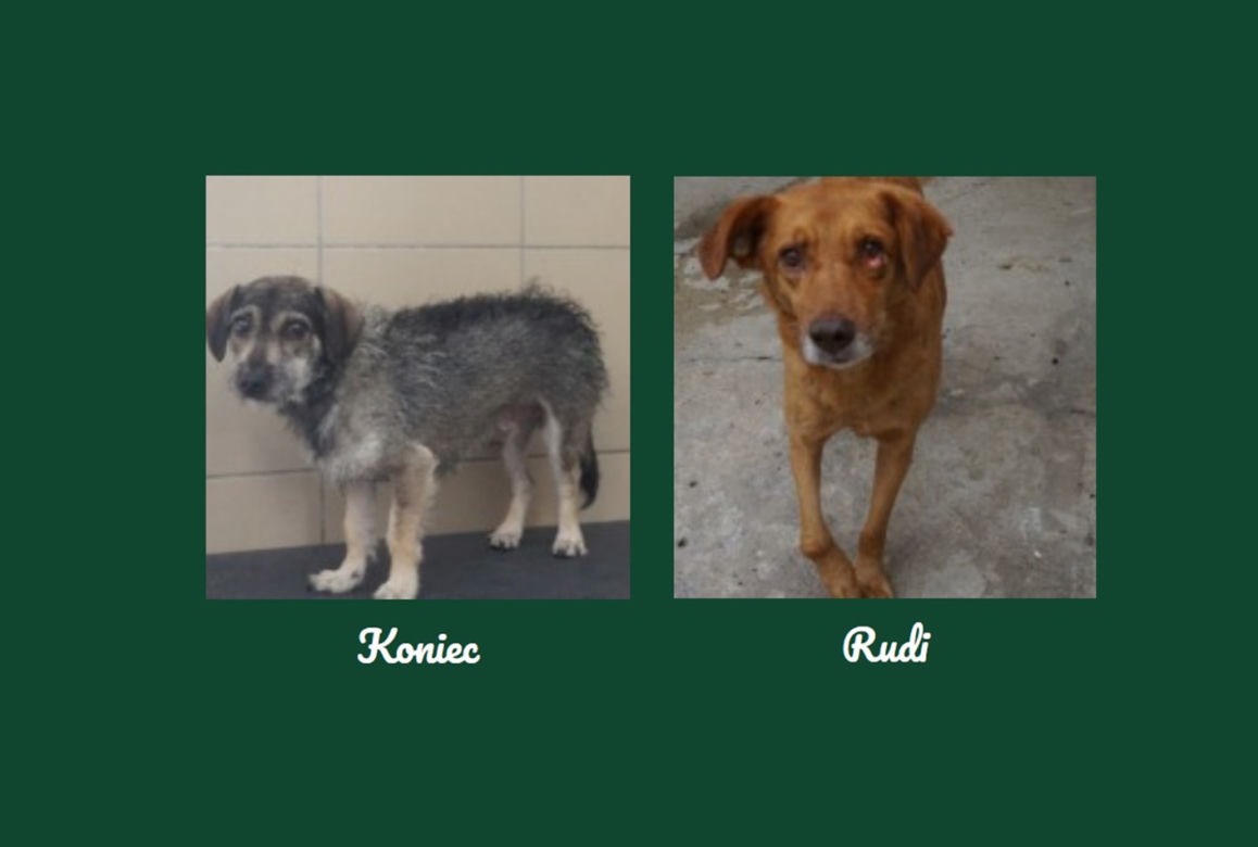 Koniec i Rudi