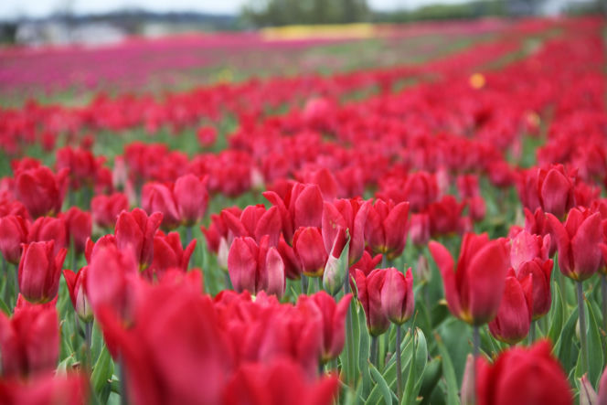 Tulipany na polach w Chrzypsku Wielkim