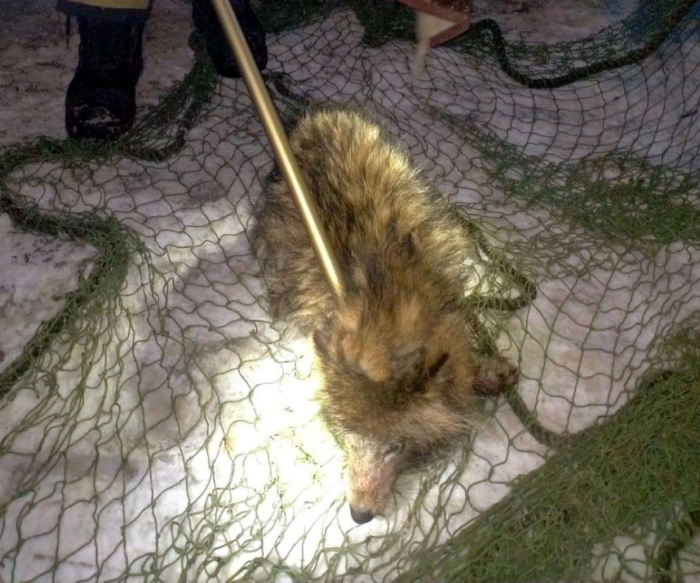 Kobieta myślała, że ratuje psa. Zabrała go do auta i przywiozła policji. Prawda okazała się szokująca!