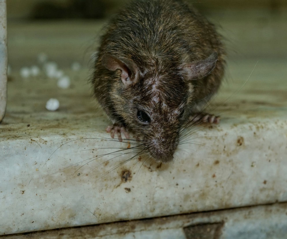 Plaga szczurów na Górnej w Łodzi