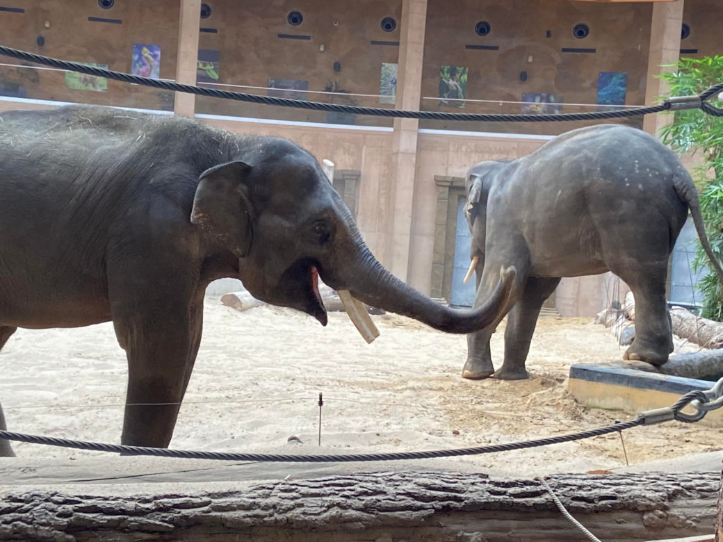 SPA dla słoni. Jak wygląda pielęgnacja mieszkańców łódzkiego ZOO?